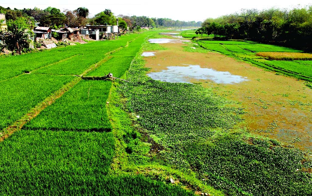 The bank once mighty River Kobadak which inspired Michael Madhusudan Dutta to write compose many of his epic poems now dried up and turned into a cropland, being occupied by the influential encroachers. This photo was taken from near Khalispur of Jhenidah