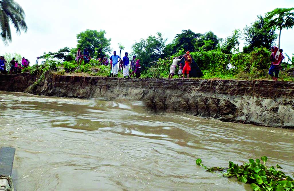 Shariatpur locals passing their sleepless night as the major portion of the bank adjacent to the village have been eroded due to onrush of flood waters. This photo was taken from the bank of River Padma on Thursday.