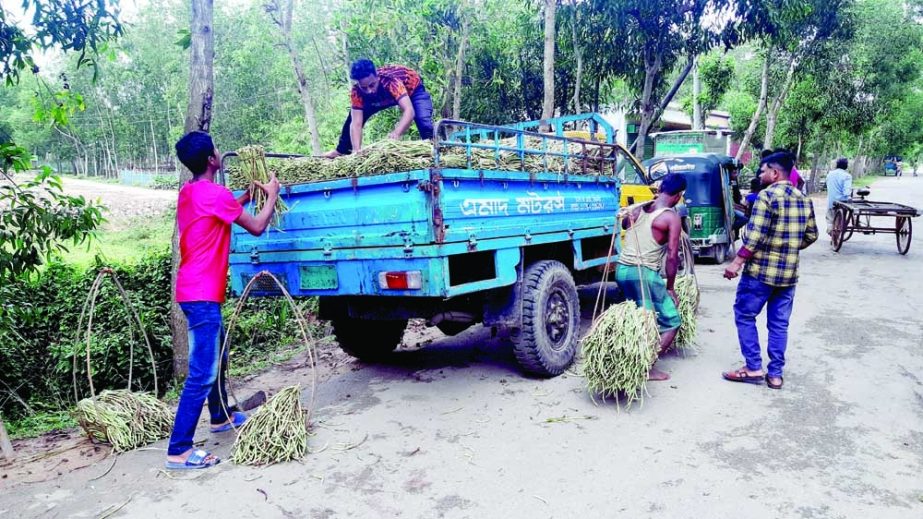KULAURA (Moulvibazar) : Farmers at Kulaura Upazila load their asparagus bean (bartali) into a truck for sale in markets. The anap was taken on Friday. NN photo