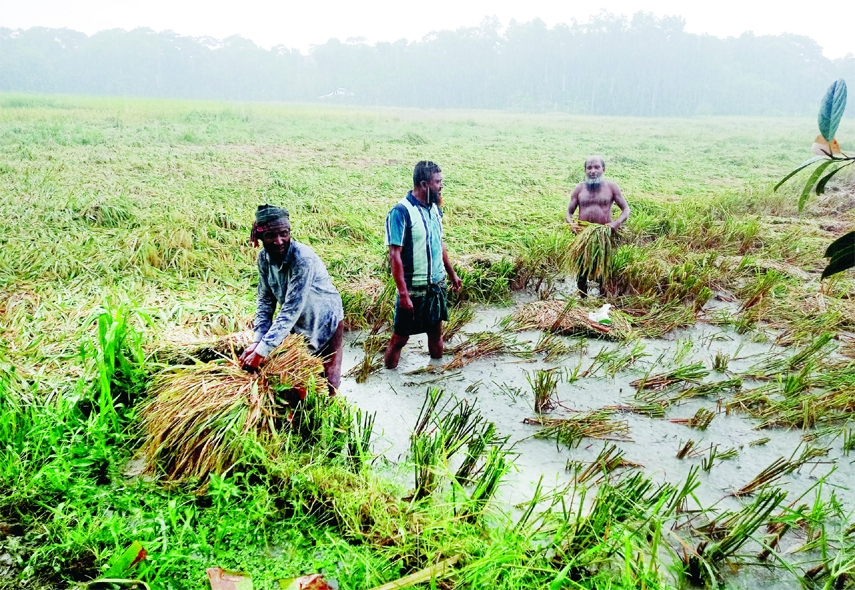 BANARIPARA(Barishal): Farmers cut waterlogged ripe paddy in Betal Village of Ahamadabad area as some five thousand hectares of land crops went under water due to cyclone 'Asani. This snap was taken on Wednesday.