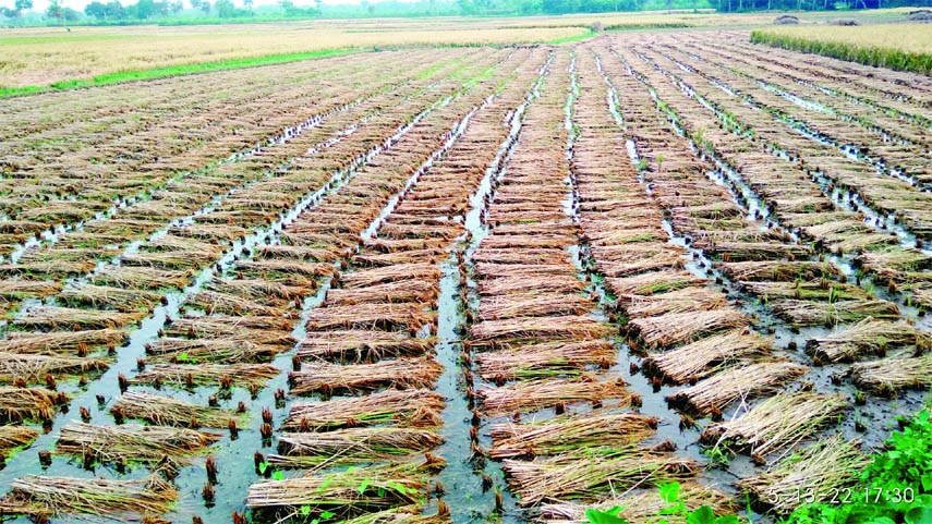SATKHIRA: Harvested ripe Irri- Boro Paddy have been water-logged by heavy rainfall at Devnagr area in Satkhira Sadar Upazila on Sunday.