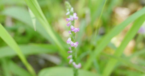 Spiranthes hachijoensis' (Orchidaceae), a new species discoverd in japan, on Thursday. Agency photo