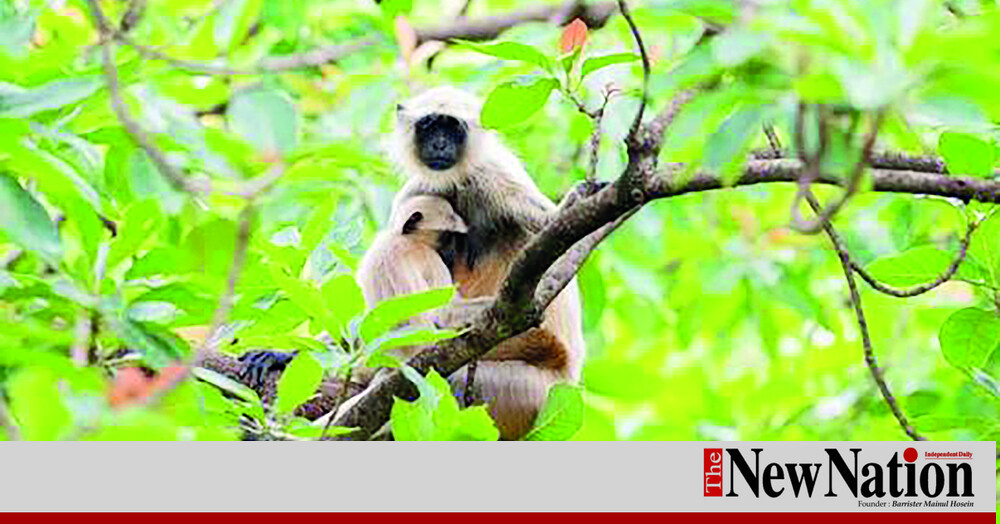 Stolen Gazipur lemurs traced to India